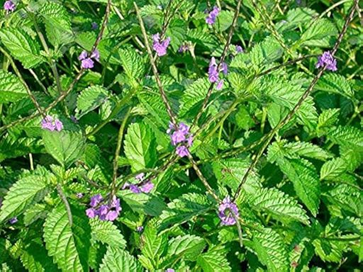 Vervain Green foliage with small purple flowers scattered throughout.