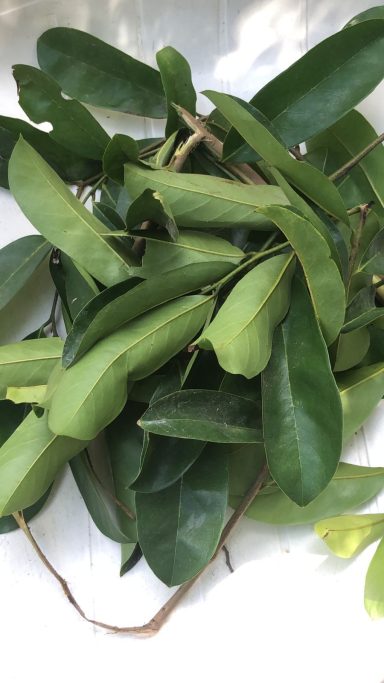 Soursop Leaf A cluster of green leaves with varying shapes and sizes.