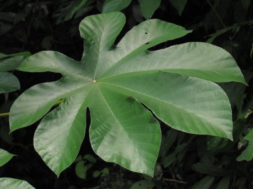 Trumpet Leaf Large, green, fan-shaped leaf with broad lobes and a smooth surface.