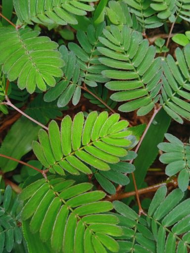 Shame Mother Lady Green fern leaves arranged densely on a natural background.