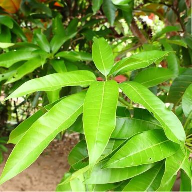 Mango Leaf Green tropical leaves with a glossy texture and prominent veins.