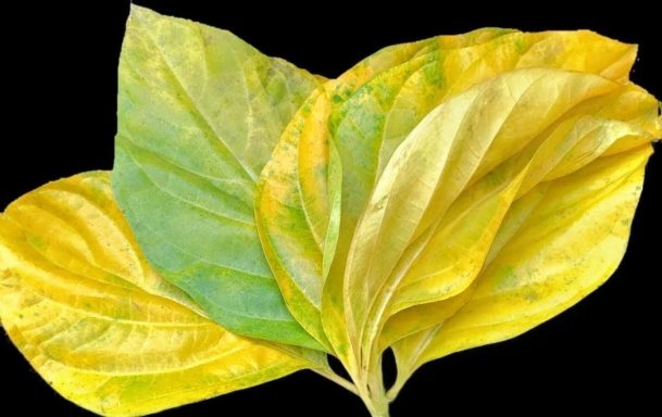 Noni Leaf Three leaves in shades of yellow and green, arranged overlapping against a dark background.