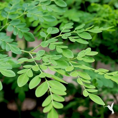 Moringa Green leaves with a delicate, elongated shape on slender branches.