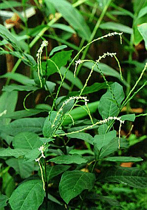 Guinea Weed Green plant with slender stems and tiny white flowers, set against a lush background.