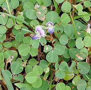 Strong Back Purple flowers among green clover-like leaves on the ground.